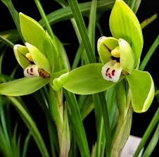 Pale Green Cymbidium Maxillaria Goeringii Seeds for Planting Pollinator Friendly Heirloom & GMO Free Seeds for Home Garden
Sale