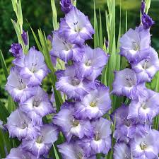Light Violet Gladiolus Flower Seeds for Planting Bright Blooms Heirloom & GMO Free Seeds for Home Garden
Sale