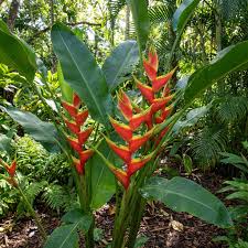Heliconia Wagneriana Seeds for Tropical Planting Vibrant Exotic Blooms