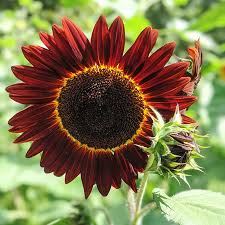 Red Sunflower Perennial Flower Seeds for Planting Garden Favorite Heirloom & GMO Free Seeds for Home Garden
Sale