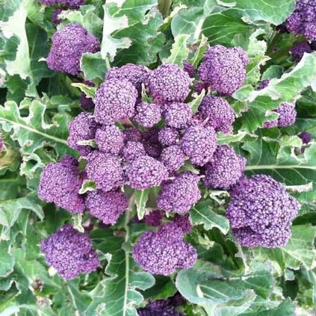 Purple sprouting broccoli plug plants ready for transplanting into a garden.