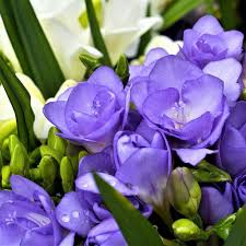 Light Violet Freesia Flower Seeds for Planting Shade Tolerant Heirloom & GMO Free Seeds for Home Garden Sale