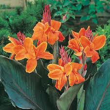 Canna Lily Flower seeds for Planting - Shade Tolerant, Heirloom & GMO Free Seeds for Home Garden
Sale