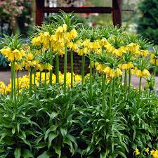 Yellow Fritillaria Flower Seeds for Planting Shade Tolerant Heirloom & GMO Free Seeds for Home Garden
Sale