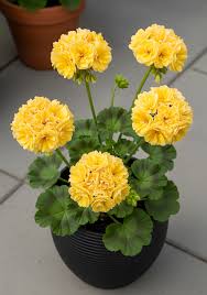 Yellow Pelargonium Peltatum Flower Seeds for Planting Low Maintenance Heirloom & GMO Free Seeds for Home Garden
Sale