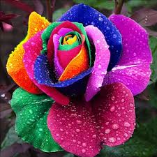 Yellow Rainbow Rose Flower Seeds for Planting NonGMO Heirloom Garden Seeds for Growing Easy to Grow
Sale