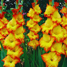 Yellow Orange Gladiolus Flower seeds for Planting Colorful Display Heirloom & GMO Free Seeds for Home Garden
Sale