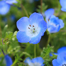 Light Blue Nezabudka Flower Seeds for Planting Bright Blooms Heirloom & GMO Free Seeds for Home Garden
Sale