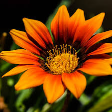Red Orange Gazania Flower seeds for Planting - Perfect for Borders, Heirloom & GMO Free Seeds for Home Garden