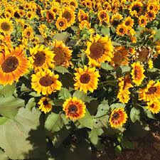 Yellow Brown Sunflower Seeds for Planting Seasonal Bloomer Heirloom & GMO Free Seeds for Home Garden
Sale