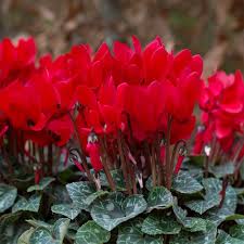 Red Cyclamen Flower seeds for Planting - Colorful Display, Heirloom & GMO Free Seeds for Home Garden
