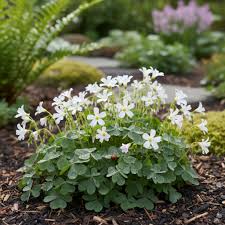 White Oxalis Laciniata Flower Seeds for Planting Shade Tolerant Heirloom & GMO Free Seeds for Home Garden
Sale
