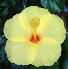 Light Yellow Hibiscus Flower Seeds for Planting Drought Tolerant Heirloom & GMO Free Seeds for Home Garden
Sale
