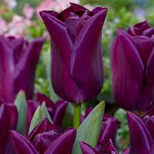 Dark Purple Tulip Flower Seeds for Planting Bright Blooms Heirloom & GMO Free Seeds for Home Garden
Sale