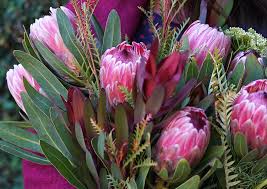 African Flower seeds for Planting - Shade Tolerant, Heirloom & GMO Free Seeds for Home Garden