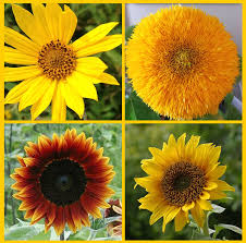 Red Mix Sunflower Perennial Flower Seeds for Planting Compact Growth Heirloom & GMO Free Seeds for Home Garden
Sale