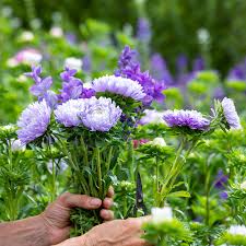 Purple China Aster Flower Seeds for Planting Wildflower Mix Heirloom & GMO Free Seeds for Home Garden
Sale