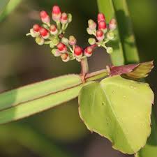 Cissus Flower seeds for Planting Perfect for Borders Heirloom & GMO Free Seeds for Home Garden