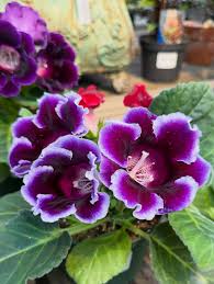 Pink Violet Brazilian Gloxinia Flower Seeds for Planting Drought Tolerant Heirloom & GMO Free Seeds for Home Garden
Sale