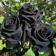 Gray Rose Flower Seeds for Planting Vibrant Colors Heirloom & GMO Free Seeds for Home Garden
Sale