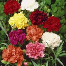 Mixed Dianthus Caryophyllus Flower Seeds for Planting Long Bloom Season Heirloom & GMO Free Seeds for Home Garden
Sale