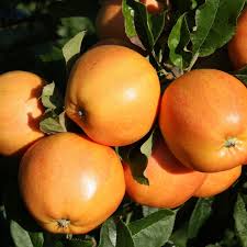 Orange Apple Seeds for Planting Grow Your Own Unique Fruit