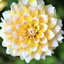 White & Yellow Dahlia Flower Seeds – Shade Tolerant Heirloom & NonGMO Seeds for Home Garden
Sale