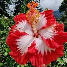 White Red Hibiscus Flower Seeds – Compact Growth Heirloom & NonGMO Seeds for Home Garden
Sale