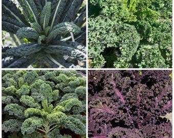 Mixed kale plug plants ready for transplanting into a home vegetable garden.
