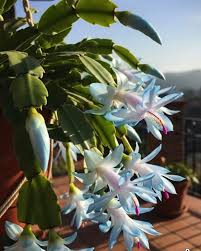 Blue Schlumbergera Flower Seeds for Planting Seasonal Bloomer Heirloom & GMO Free Seeds for Home Garden
Sale