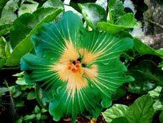 Green Hibiscus Flower Seeds for Planting Wildflower Mix Heirloom & GMO Free Seeds for Home Garden
Sale