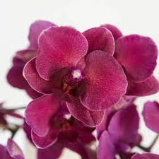 Burgundy Phalaenopsis Orchids Seeds for Planting Colorful Display Heirloom & GMO Free Seeds for Home Garden
Sale