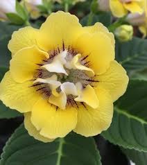 Yellow Gloxinia Flower seeds for Planting Vibrant Colors Heirloom & GMO Free Seeds for Home Garden
Sale