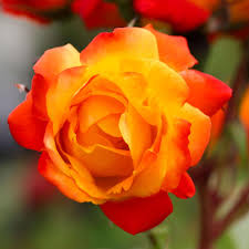 Deep Orange Climbing Rose Seeds – Cottage Garden Essential Heirloom & NonGMO
Sale