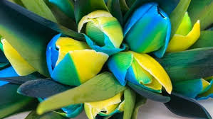 Blue Yellow Tulip Flower Seeds for Planting Colorful Display Heirloom & GMO Free Seeds for Home Garden
Sale