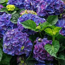 Purple & Dark Blue Hydrangea Flower seeds for Planting - Shade Tolerant, Heirloom & GMO Free Seeds for Home Garden