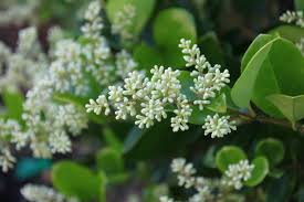 White Ligustrum Flower Planting Seeds for Lush Foliage and Fragrant Blooms in Your Garden