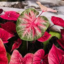 Pink Thailand Caladium Flower Seeds for Planting Compact Growth Heirloom & GMO Free Seeds for Home Garden
Sale