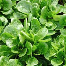 Lamb's Lettuce Vegetable Seeds Planting Made Simple