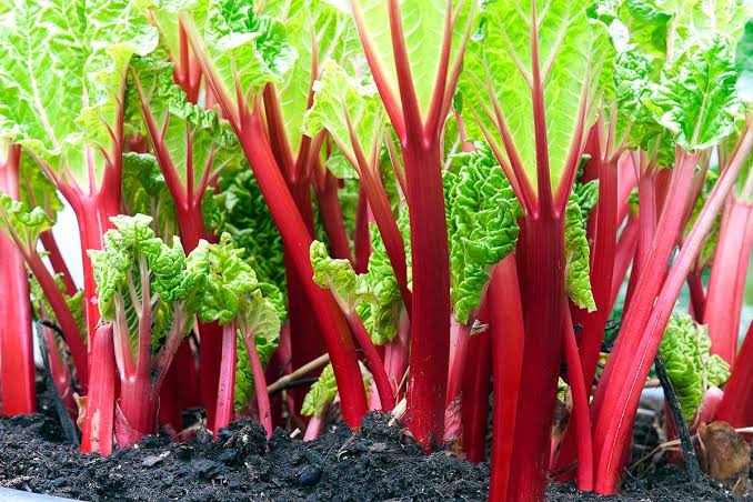 Healthy rhubarb plants growing in a sunny garden bed.