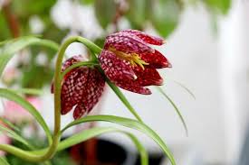 Red Fritillaria Flower Seeds for Planting Garden Favorite Heirloom & GMO Free Seeds for Home Garden
Sale