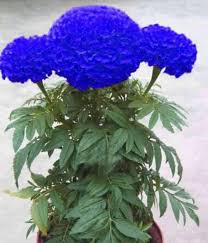Blue Maidenhair Flower Seeds for Planting Colorful Display Heirloom & GMO Free Seeds for Home Garden
Sale
