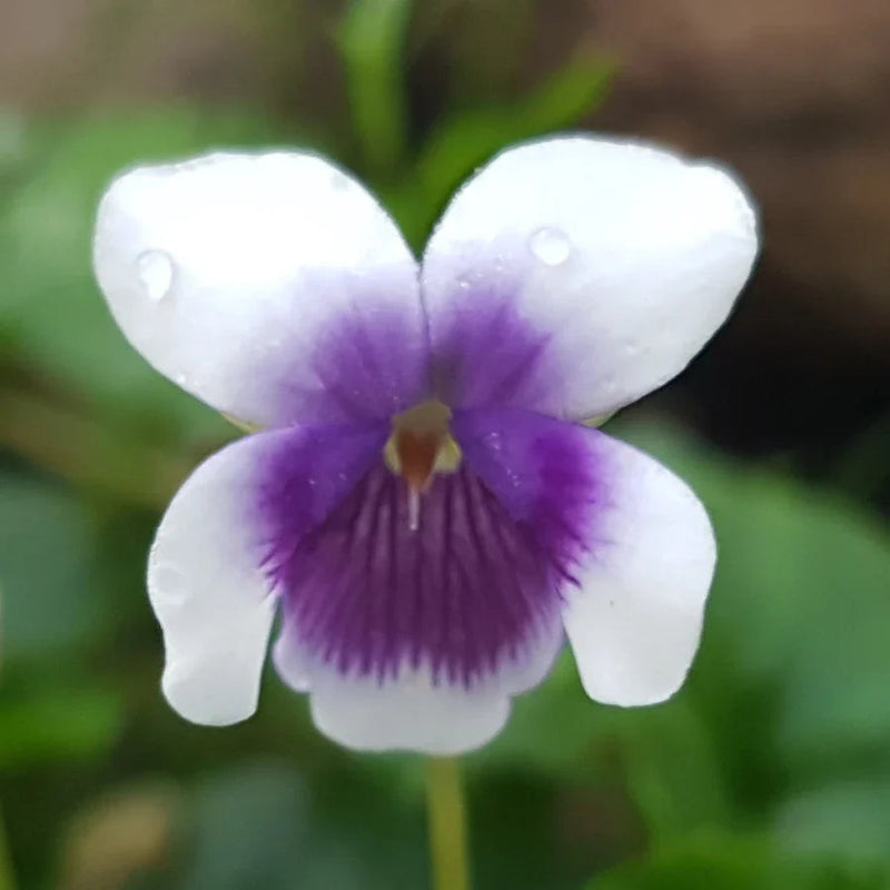 Purple White Viola Flower seeds for Planting - Shade Tolerant, Heirloom & GMO Free Seeds for Home Garden
Sale seeds for home garden