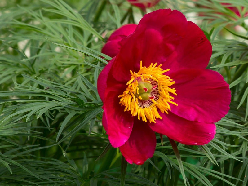 Fern Leaf Peony Paeonia spp Plant Seeds for Planting in Flower Bed