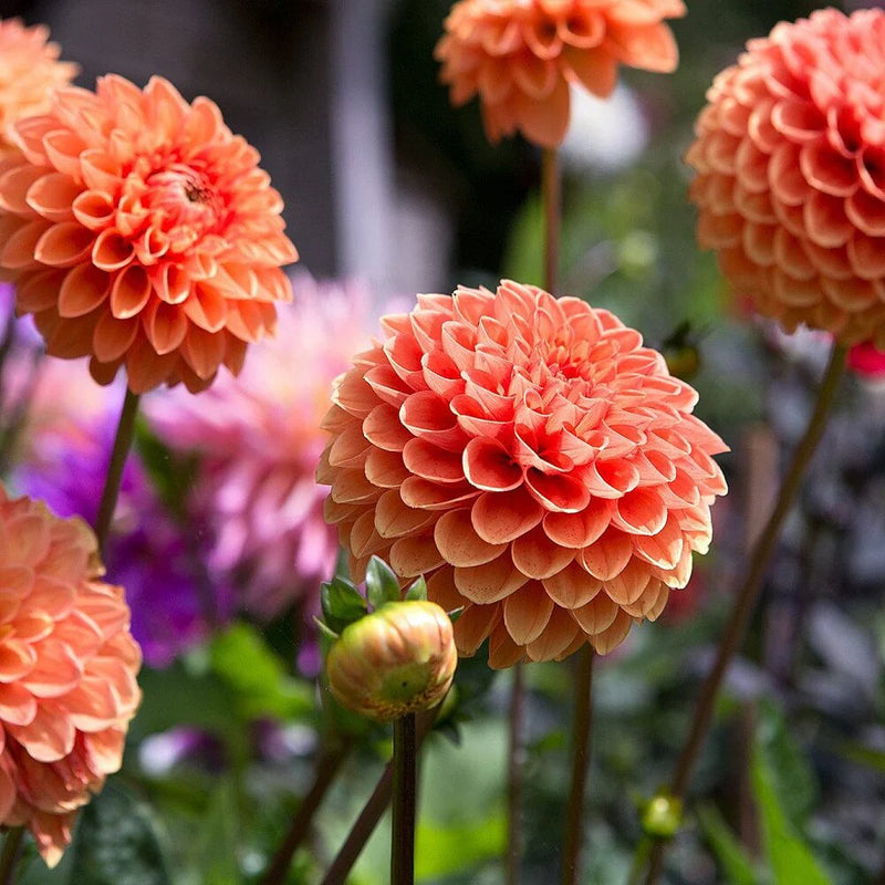 Light Orange Dahlia Flower Seeds for Planting Fragrant Blossoms Heirloom & GMO Free Seeds for Home Garden
Sale
