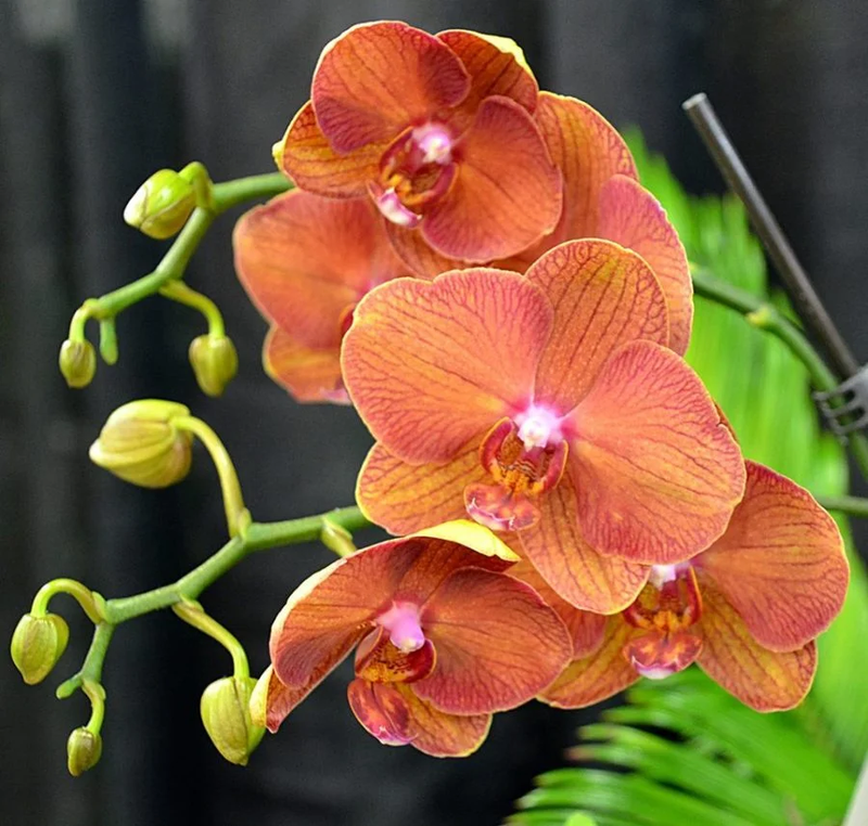 Orange Phalaenopsis Orchid Flower Seeds Flower seeds for Planting Garden Favorite Heirloom & GMO Free Seeds for Home Garden