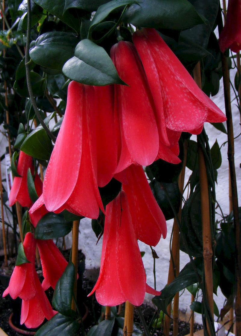 Chilean Bellflower Seeds (Lapageria Rosea) for Unique and Beautiful Garden Flowers