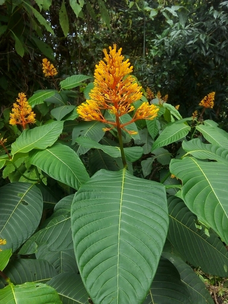 Orange Palicourea Flower Seeds for Planting Colorful Display Heirloom & GMO Free Seeds for Home Garden
Sale