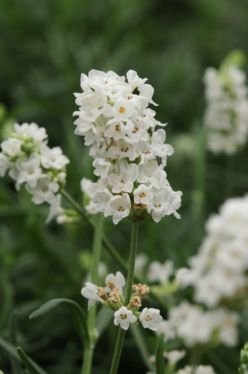 White Lavender Flower Seeds for Garden Hardy Variety Heirloom & GMO Free Seeds for Home Garden
Sale
