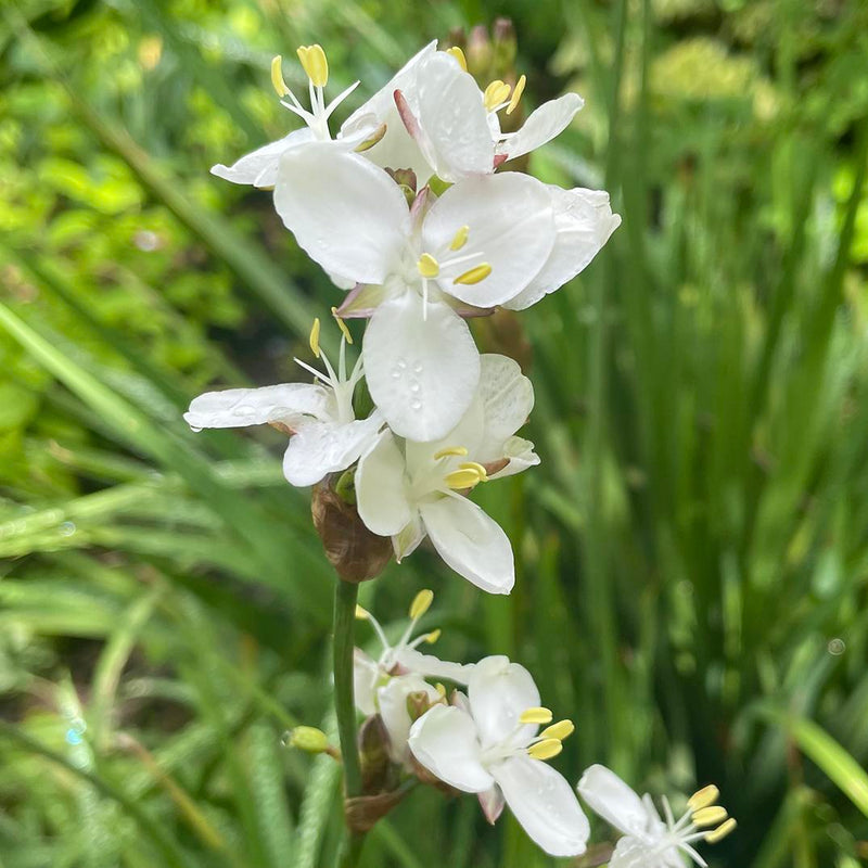 White Libertia Flower seeds for Planting - Shade Tolerant, Heirloom & GMO Free Seeds for Home Garden
Sale for planting in home garden